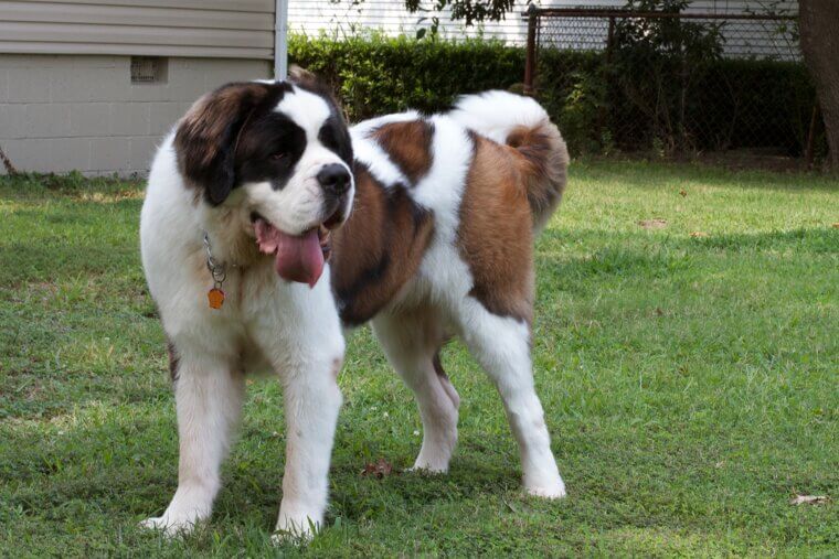 Saint Bernard: The Patient Giant Known for Its Noble Nature
