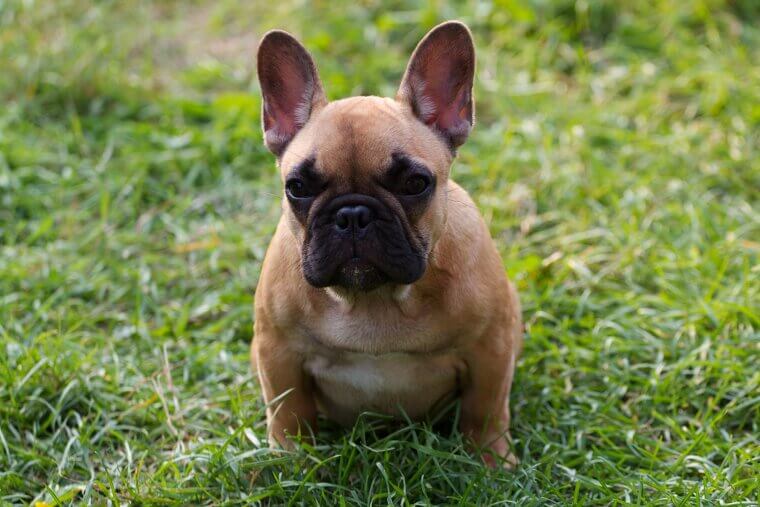 French Bulldog: A Sturdy Little Friend for Indoor Living