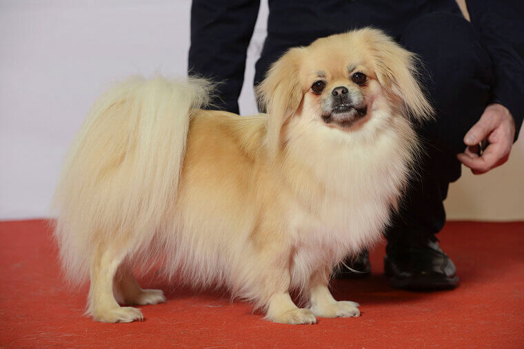Tibetan Spaniel: The Watchful and Affectionate Friend of the Monastery