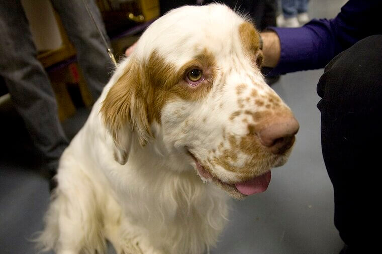 Clumber Spaniel: A Dignified and Easygoing Heavyweight Companion
