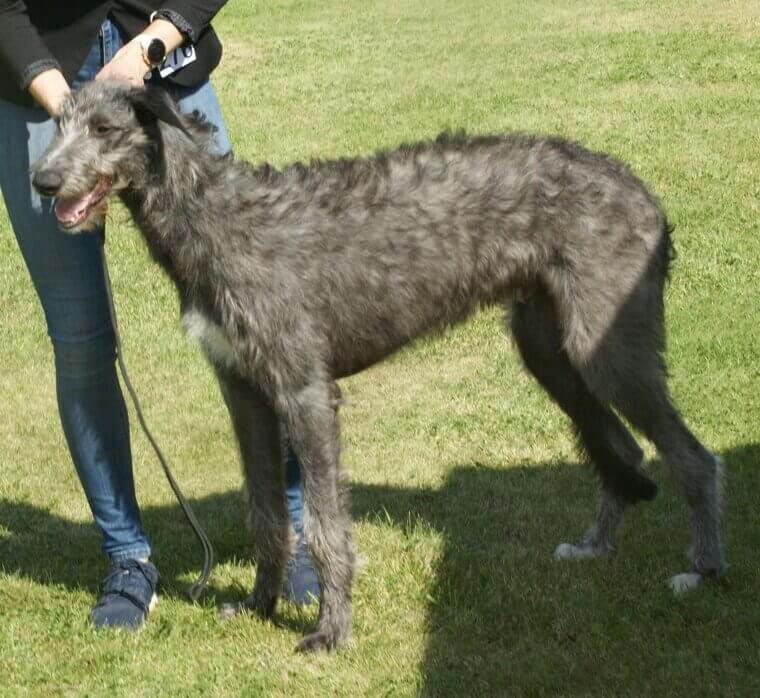 Scottish Deerhound: A Large and Quiet Breed with a Soft Soul
