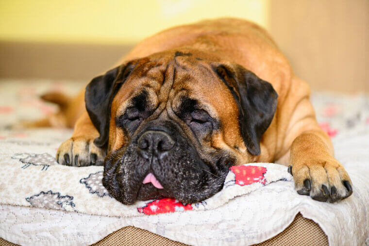Bullmastiff: A Quiet Protector With a Very Low Energy Level