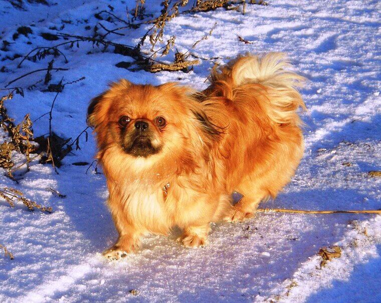 Pekingese: A Proud and Independent Companion for Quiet Homes
