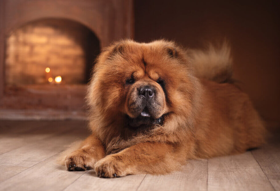 Gentle Giants and Quiet Friends: Dog Breeds That Are Actually Perfect for a Relaxed Pace of Life