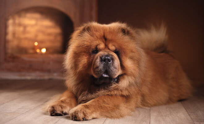 Gentle Giants and Quiet Friends: Dog Breeds That Are Actually Perfect for a Relaxed Pace of Life