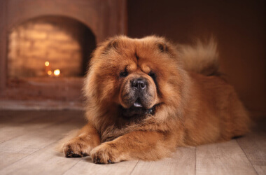 Gentle Giants and Quiet Friends: Dog Breeds That Are Actually Perfect for a Relaxed Pace of Life