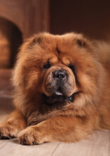 Gentle Giants and Quiet Friends: Dog Breeds That Are Actually Perfect for a Relaxed Pace of Life