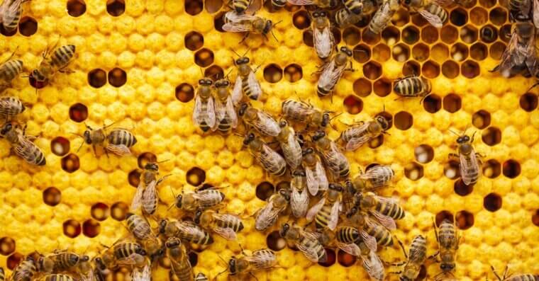 Beekeeping