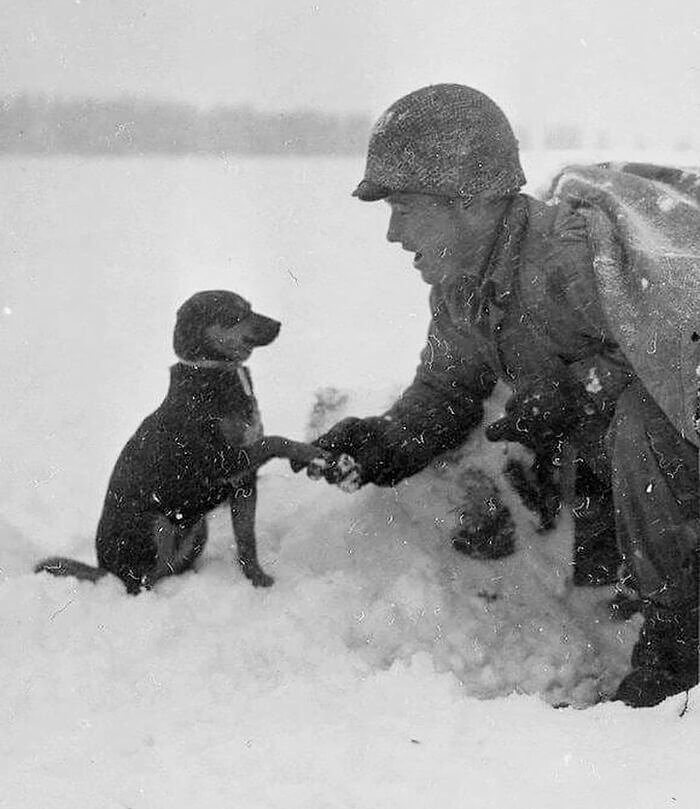 Un chien à la bataille des Ardennes