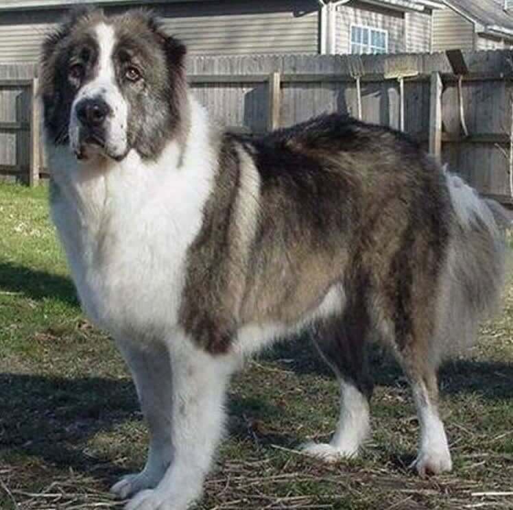 Caucasian Ovcharka: Massive "mountain Dogs" With an Extreme Protective Drive