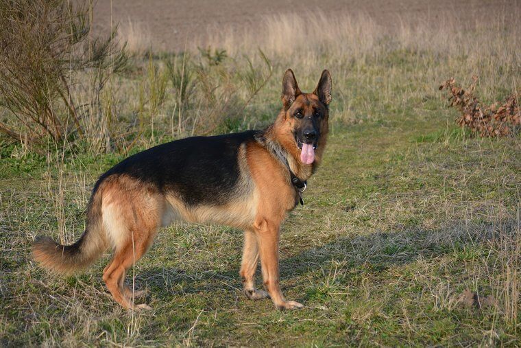German Shepherd: High-Drive Working Dogs Prone to Shedding and Anxiety