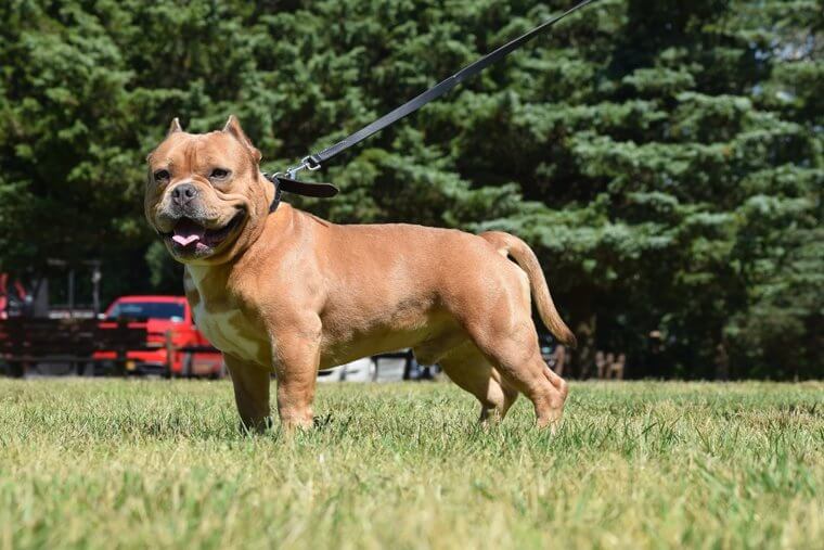 American Bandogge: Extremely Powerful Hybrids Requiring Expert-Level Handling