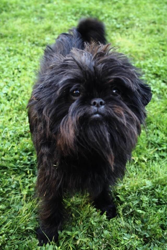 Affenpinscher: Serious "Monkey Dogs" With a Stubborn and Feisty Streak