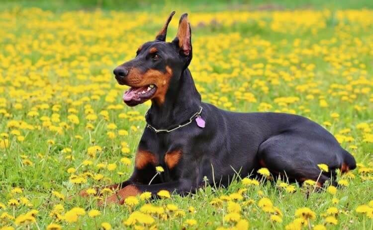 Doberman Pinscher: Highly Intelligent "velcro Dogs" That Require Constant Engagement