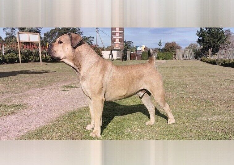 Boer Boel: Massive South African Farm Guardians With High Territoriality