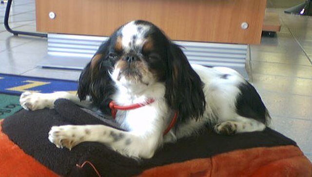 The English Toy Spaniel: Sophisticated Lapdogs With Significant Health and Respiratory Issues