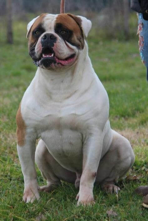American Bulldog: High-Energy, Powerful Athletes Prone to Drooling and Allergies