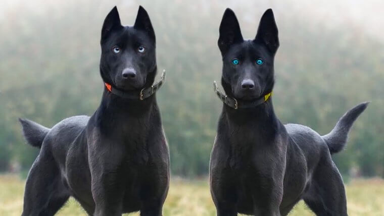 Belgian Malinois: Extreme "limitless" Energy and a High Intensity for Work