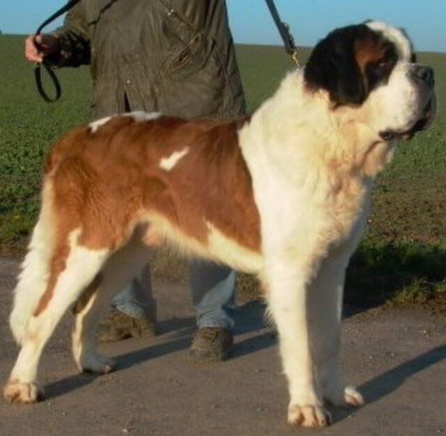 Saint Bernard: Giant-Sized Shedding and Drooling Require Constant Home Maintenance