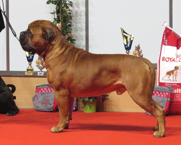 Bullmastiff: Massive Size and Heavy Drooling Create Significant Logistical Hurdles.