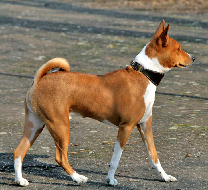 Basenji: The "barkless" Dog That Is Notoriously Difficult to Train