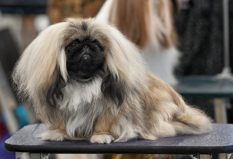 Pekingese: High-Maintenance Coats and an Independent, Stubborn Attitude