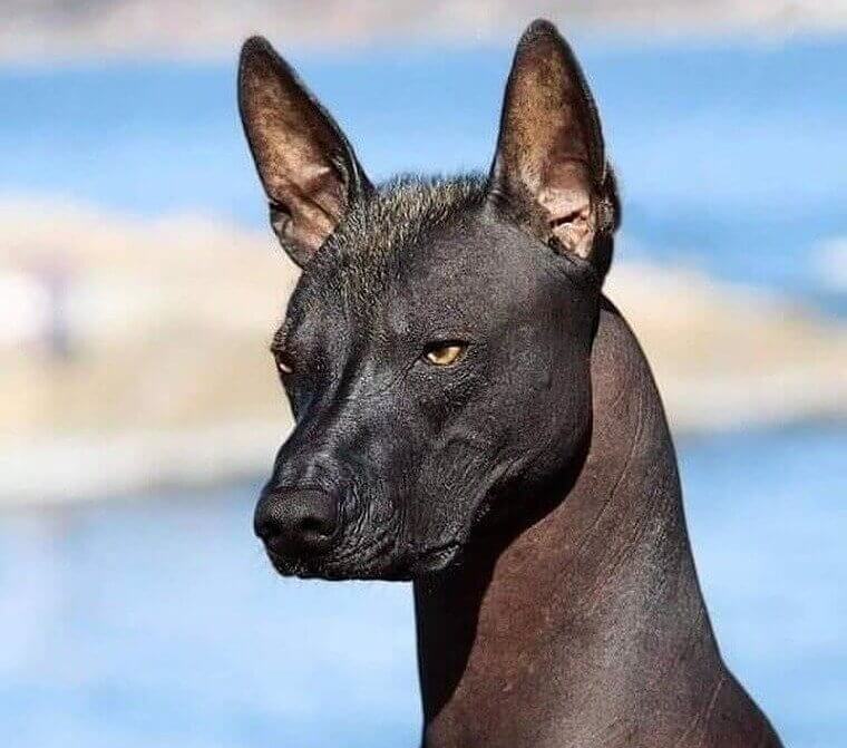 The Xoloitzcuintli: Hairless Skin Requires Extreme Care and Climate Control