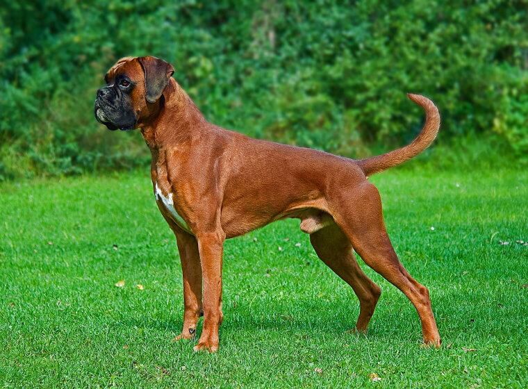 Boxer: High-Octane Energy and a Long "puppyhood" Period