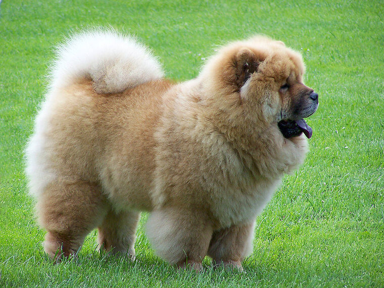 Chow Chow: Aloof and Fiercely Territorial With High Grooming Demands
