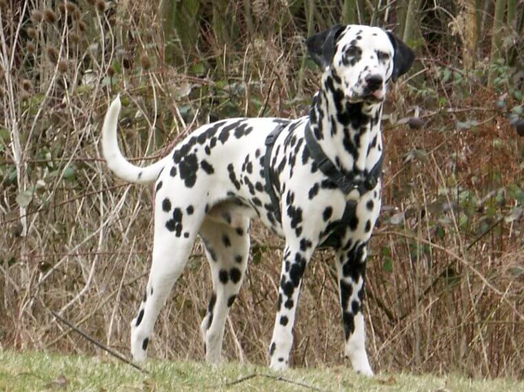 Dalmatian: High-Energy Athletes Prone to Deafness and Kidney Stones