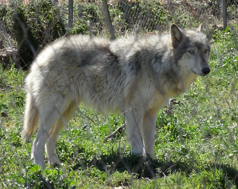 Wolfdog: Unpredictable Wild Instincts That Are Ill-Suited for Domestic Life