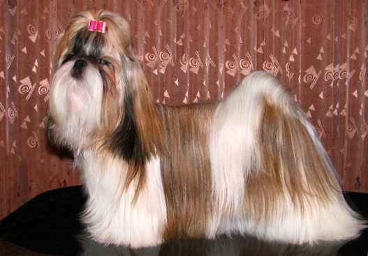 Shih Tzu: Extensive Grooming Needs and Difficult Housebreaking Habits