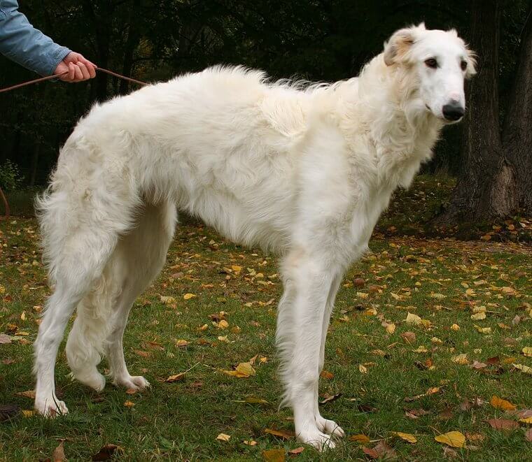 Borzoi: Large, Sensitive Sighthounds With a Need for Sprinting Space