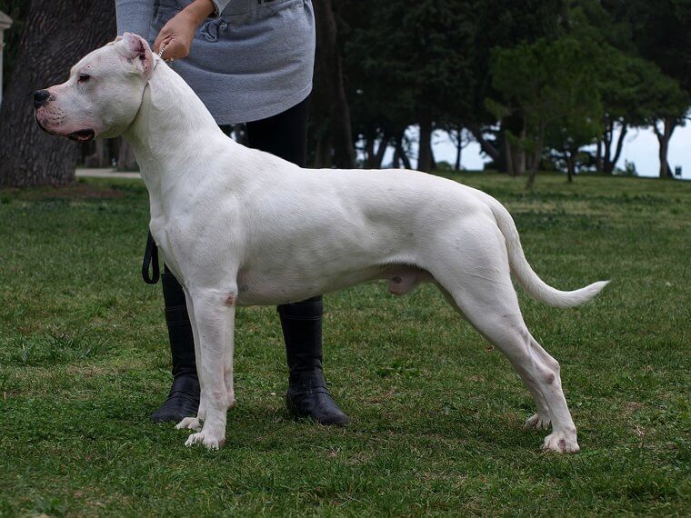 Dogo Argentino: Athletic Big-Game Hunters With a High Prey Drive