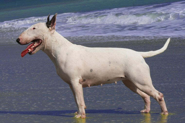 Bull Terriers: High-Energy "clowns" With a Stubborn and Destructive Streak