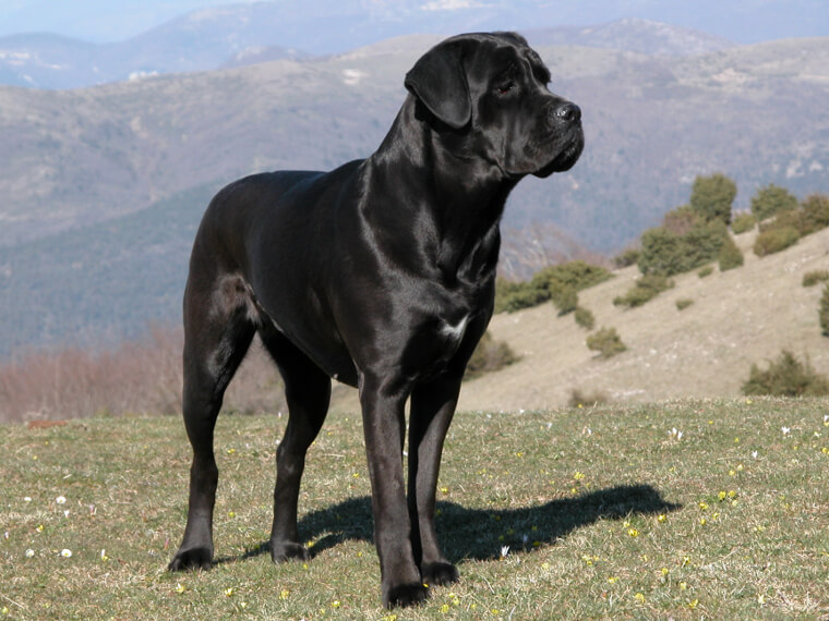 Cane Corso: Intense Italian Guardians That Require Professional-Grade Training