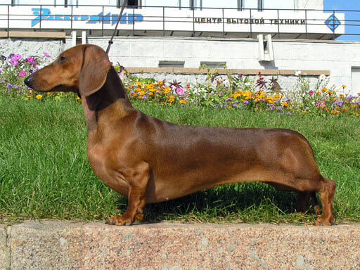 Dachshund Standard Smooth: Prone to Back Injuries and Persistent, Loud Barking