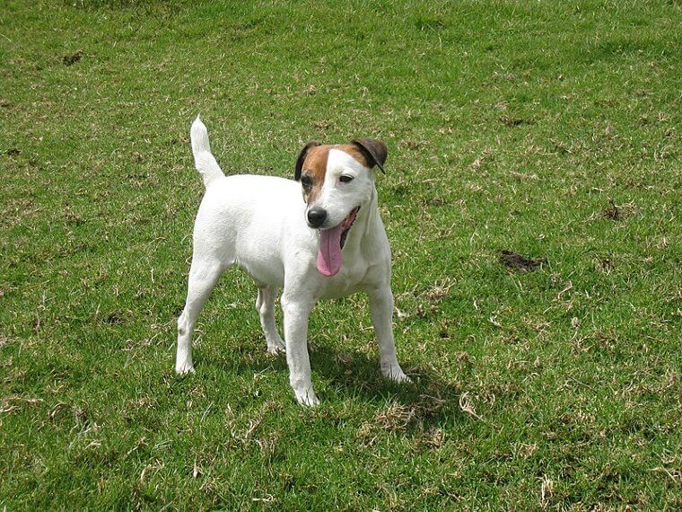 Jack Russell Terrier: Infinite Energy and a Relentless Drive to Dig