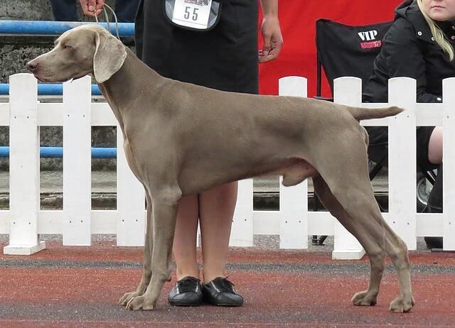 Weimaraner: High Energy and Separation Anxiety Lead to Destructive Behavior