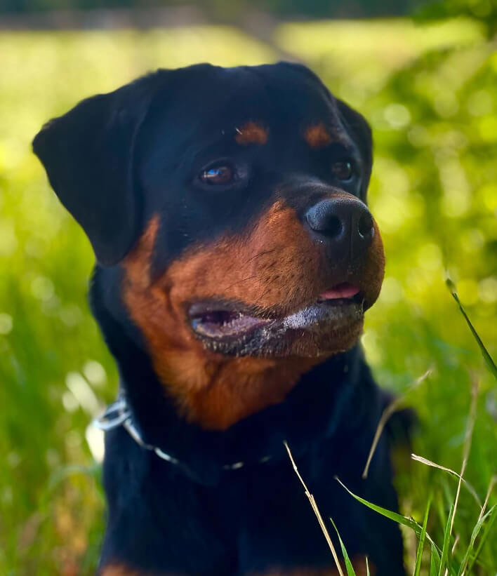 Rottweiler: Powerful Guardians Requiring Intense Socialization and Firm Leadership