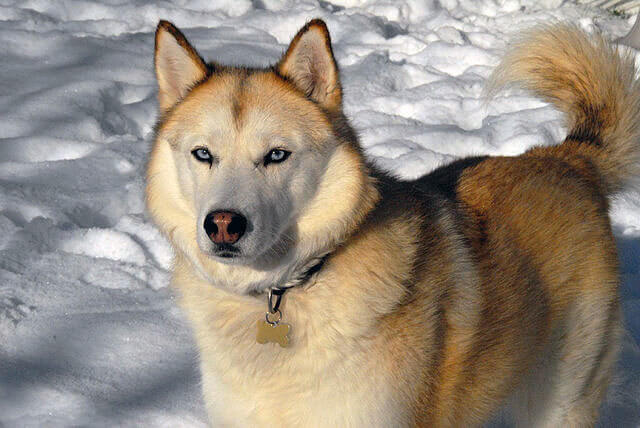 Siberian Husky: Professional Escape Artists With Extreme Exercise and Vocal Needs