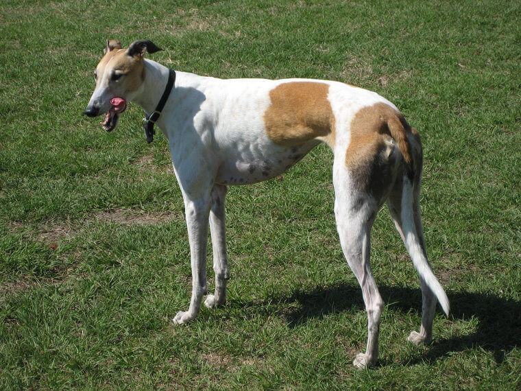 Greyhound: Extreme Speed and High Prey Drive Require Secure Spaces