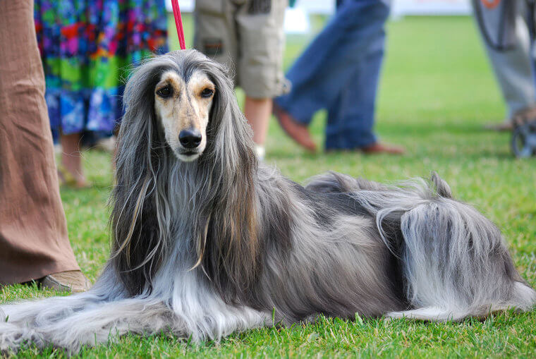 Afghan Hound: High-Maintenance Coats and a Very Independent, Aloof Nature