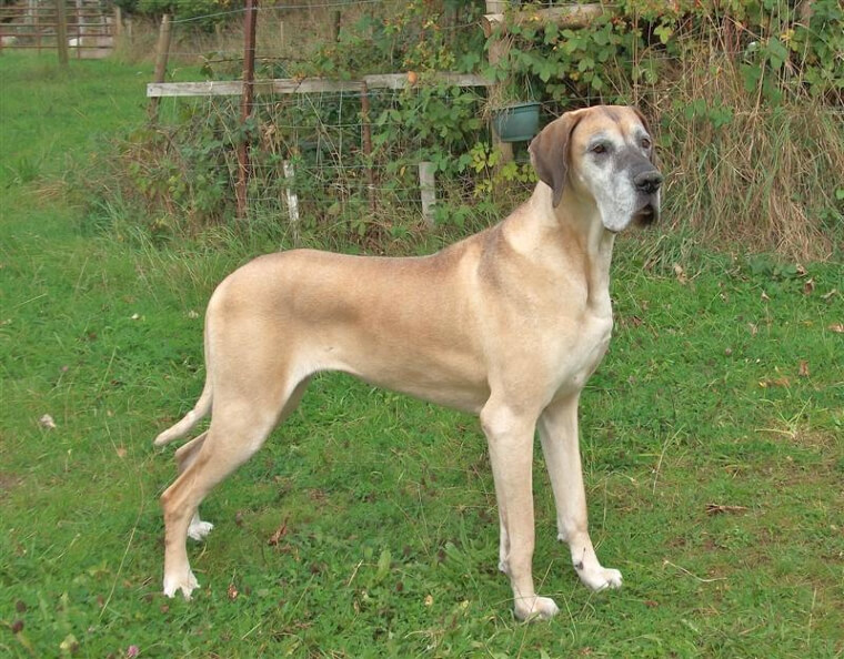 Great Dane: Enormous Physical Footprint and a Short, Fragile Lifespan