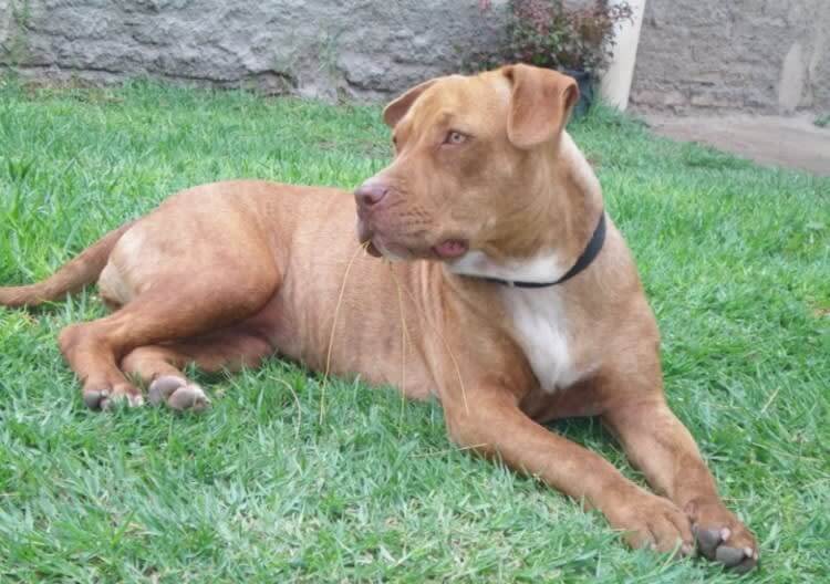 Pit Bull: High Energy and Strength Require Dedicated Training and Socialization
