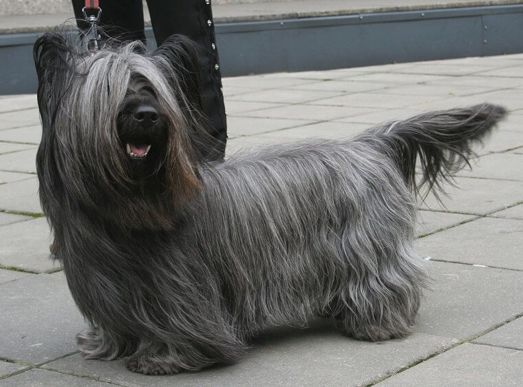 Skye Terrier: Stubborn, Independent Terriers With High Grooming Requirements