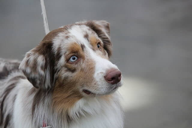 Australian Shepherd: High Intelligence and Herding Instincts Cause Indoor Chaos
