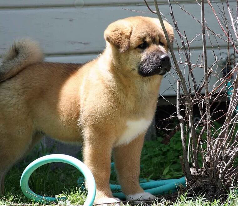 Akita: Powerful, Silent Guardians With a Strong Territorial Drive