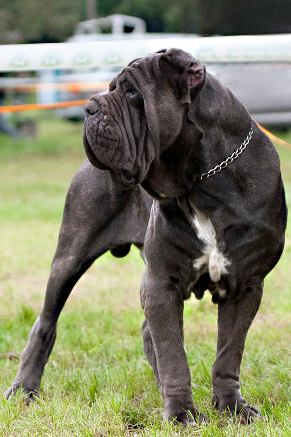 Neapolitan Mastiff: Enormous Size, Excessive Drool, and Profound Health Issues