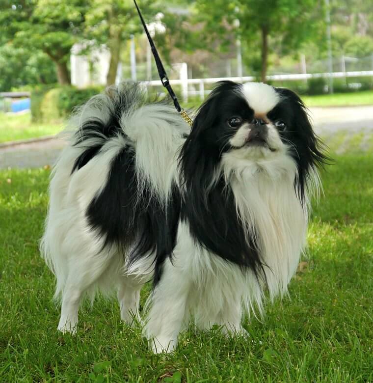 Japanese Chin: Fragile Health and a Cat-Like, Climbing Personality